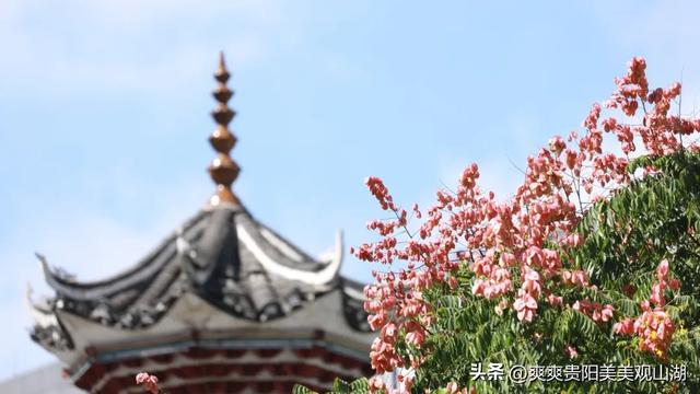 我说“秋天那么美” 栾树：是的！