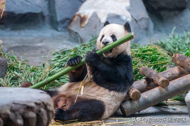 欧乐堡五大“夜经济”引擎，点亮“畅游齐鲁”清凉狂欢