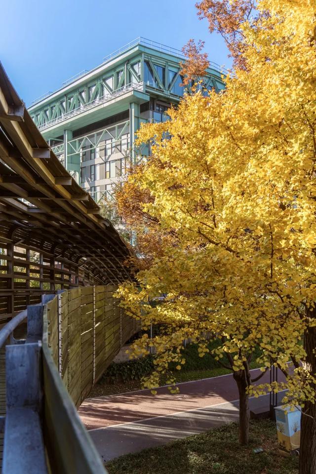 上海银杏浓度已达99%！这份含“金”量超高的浪漫别错过→