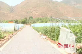 从“土疙瘩”到“金疙瘩” 武山特色产业赋能乡村振兴图片