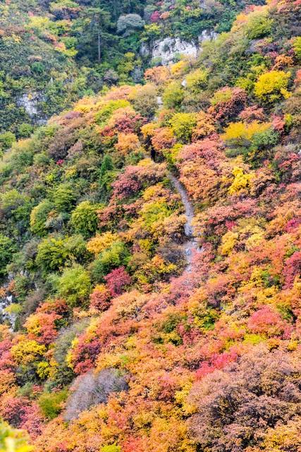 山西太原崛围红叶