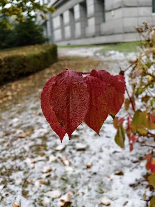 哈尔滨，下雪了！