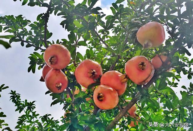 六安：丹桂飘香瓜果甜 山水美景等你来
