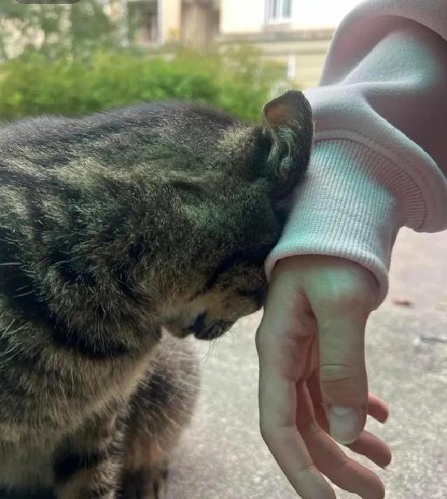 猫咪用头拱你，原来不是在撒娇！真相让主人们惊呆了