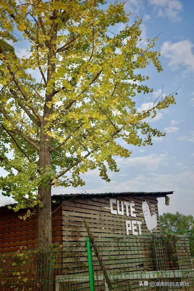 冬日遛娃就去长沙“济州岛”！水杉染红，芦苇摇浪，0元解锁 “橘子海” 日落