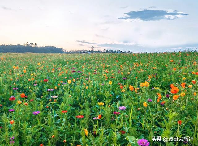 成都最近的格桑花海，6万多平米，山坡被美爆，地铁直达！