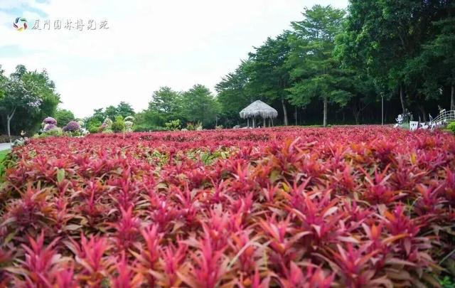 园博苑灯会、市集“常驻”啦！还有绝美花海……