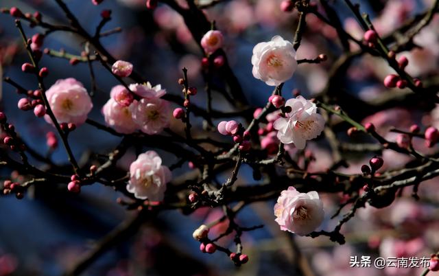 昆明大观公园梅花开了