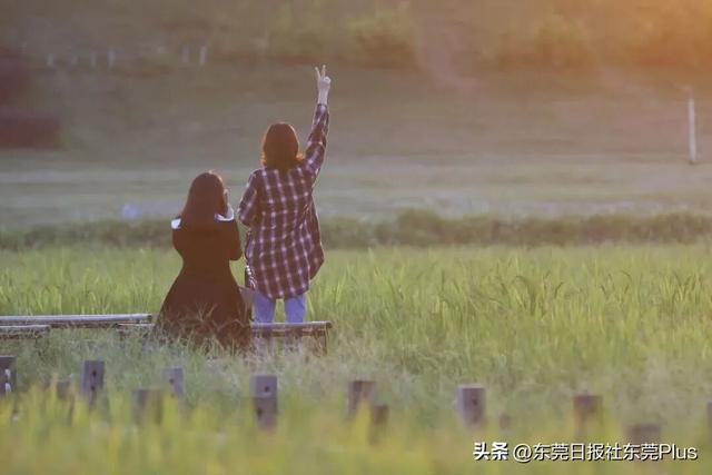 上班暂停，来东莞看稻田吧！