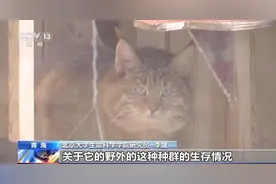 听说过荒漠猫吗？这种独特的“喵星人”有你想不到的大本领图片