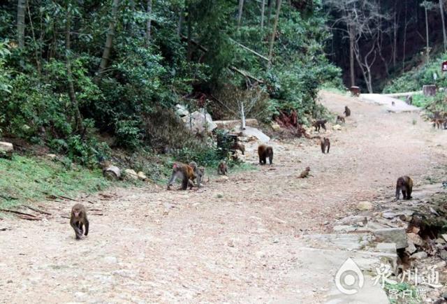 泉州上百只野猴上西天寺“大闹天宫”！上房揭瓦、进殿偷果、打劫游客抢包夺食……