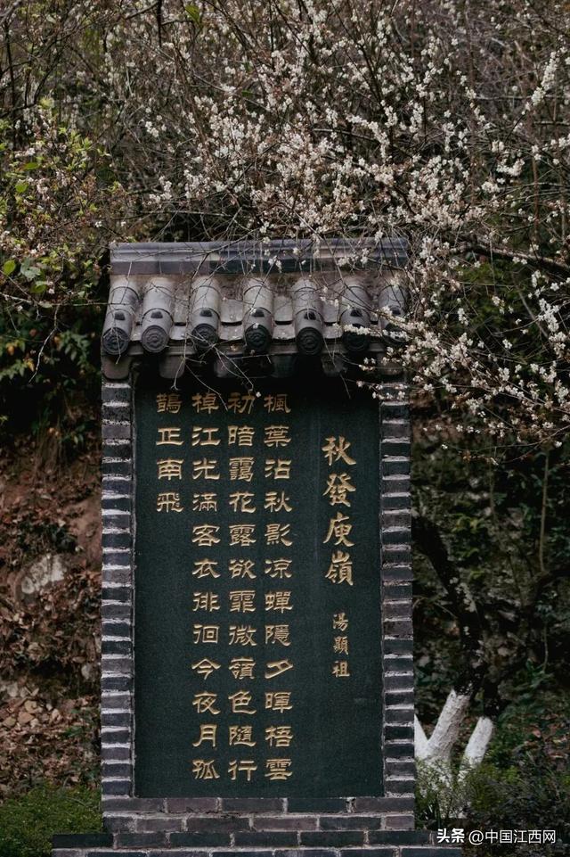 梅花开了！江西这些赏梅胜地太好拍