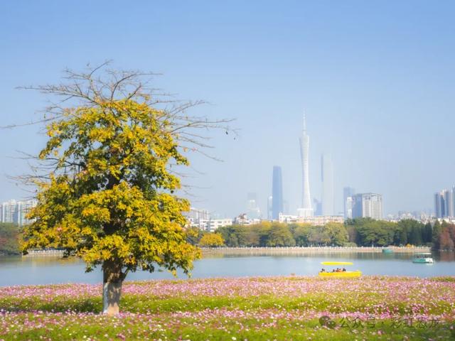广州秋日遛娃赏花攻略：觅市中心小众花海，与娃共赴粉金浪漫！