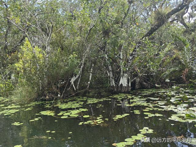大沼泽地美国国家公园（迈阿密游记三）