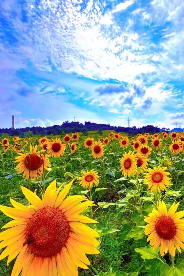 照金向日葵花海|治愈焦虑，带着微笑踏进梵高的画布