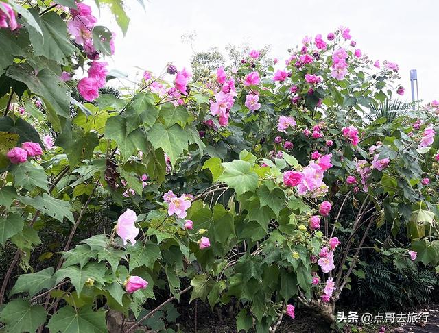 成都芙蓉花最新攻略，公交车直达，一处比一处惊艳，4处都免费！