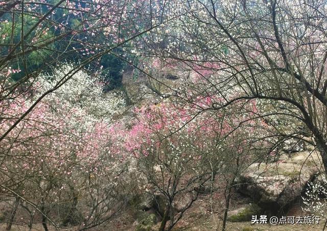 成都最大的山谷梅花开了，被称为蜀中第一赏梅胜地，却少人知道！
