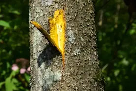 每日认识一味药之黄柏图片