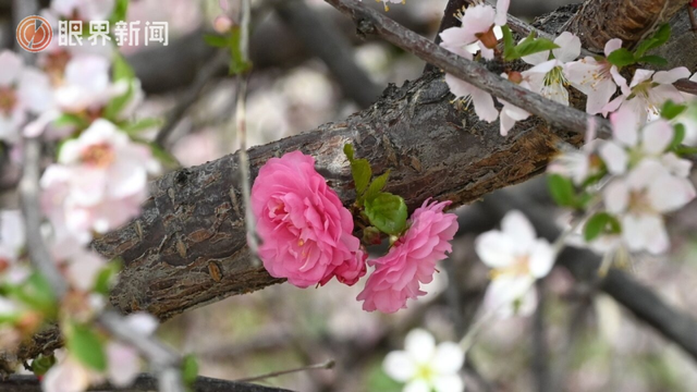 被乌鲁木齐的春天治愈了，花开满城→