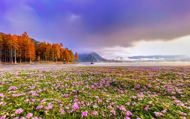 一叶知秋，一湖知美：太平湖红杉林已美成诗 | 皖美秋日