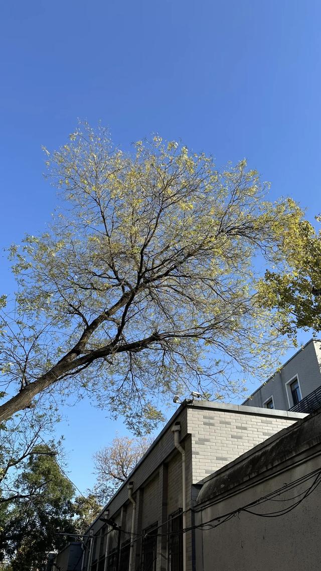 更年期小阿姨的胡同漫游