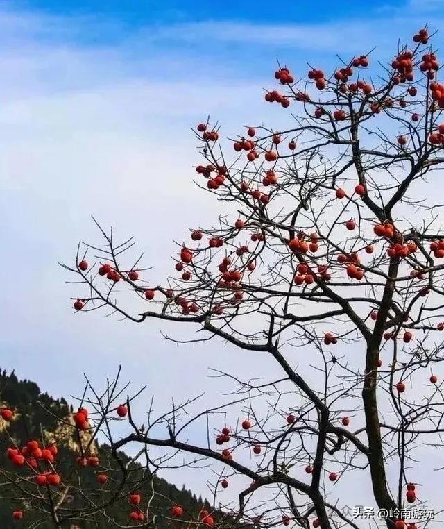 西安周边2小时行程内,免费摘柿子拍照打卡之地推荐!