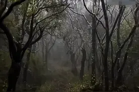 哀牢山到底有多恐怖？全网都在劝退，带你走进哀牢山秘境图片