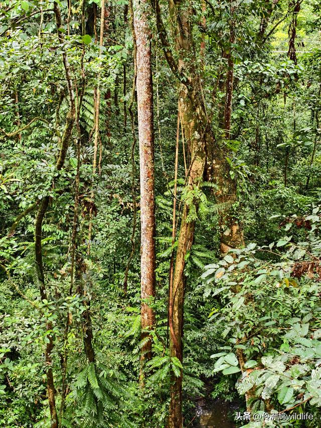 马来西亚(31)砂拉越州⑤姆鲁山canopy树冠高空漫游