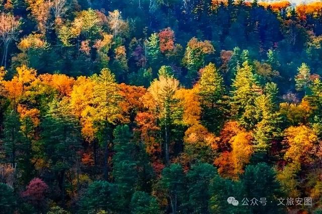 【“双线”开通 畅游安图】东北隐藏的“枫景天花板”，漫山层林染金红，国庆自驾首选地！