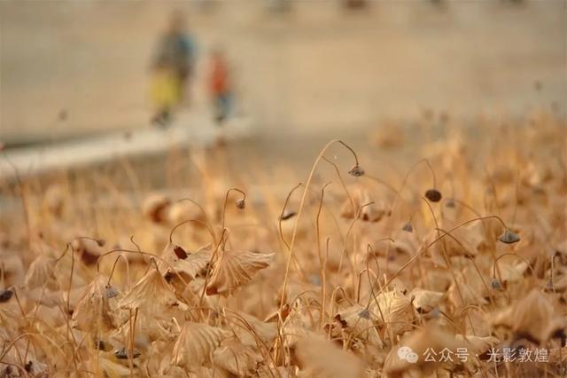 【近距离看敦煌】给党河风情线的秋色来个特写