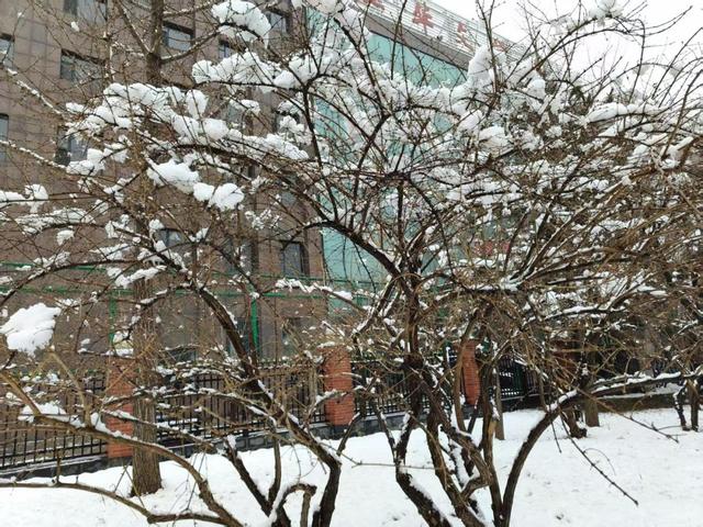 石家庄，三月大雪纷飞