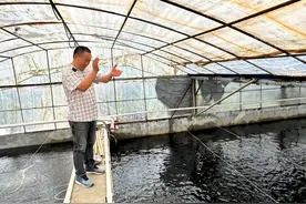 小小鲈鱼苗 “游”出致富路图片