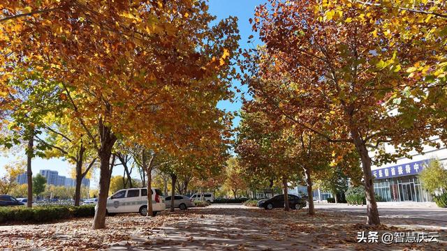 快去拍！秋天把庆云点缀成诗了！