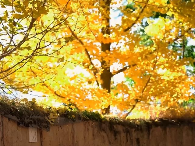 看！我就说汶川的冬天超好玩吧