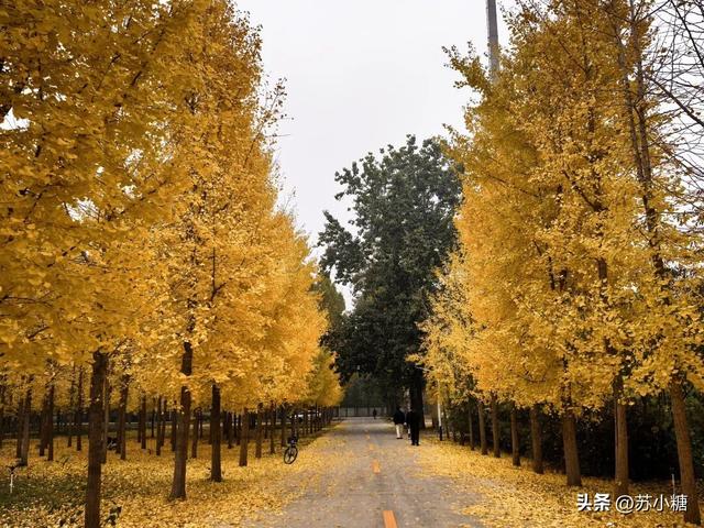 【石家庄】河北经贸大学银杏节预览，随手一拍都是壁纸