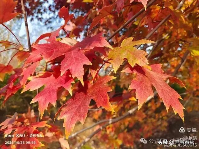 丹枫映秋,枫彩满楼|申艳娟