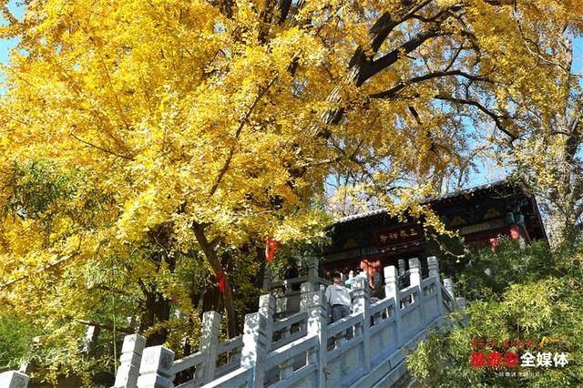 古刹藏金叶 银杏染清辉