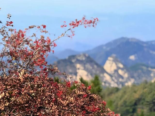 听说，山东的山最近变得「毛茸茸」？