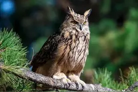 中国东北小兴安岭伊春鸟兽图鉴（鸟类）（二）图片