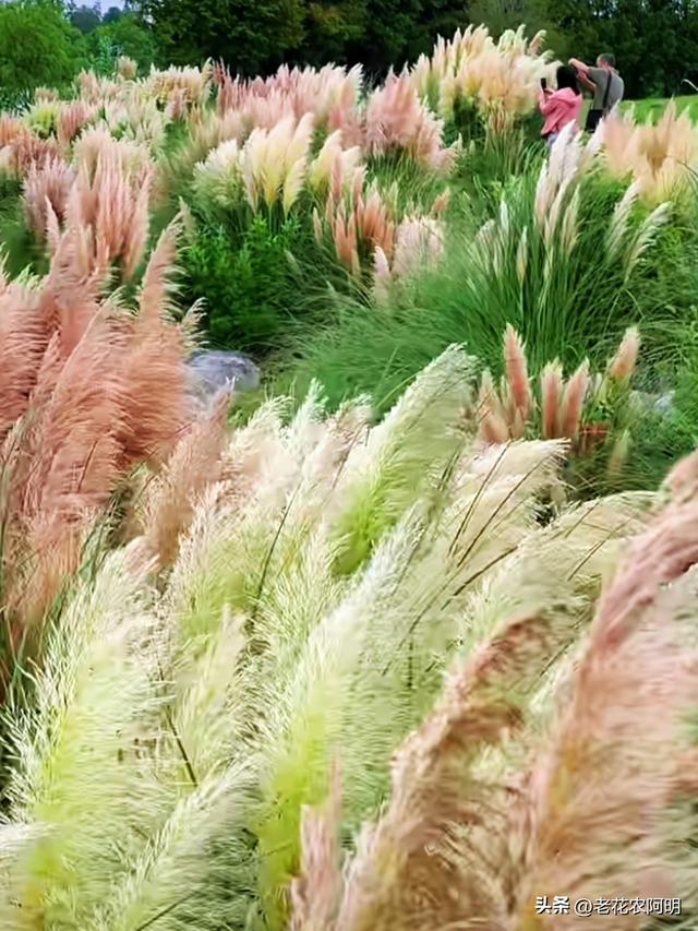 昆明一公园，因“芦苇草太梦幻”走红，网友：太美了，染色了吧？