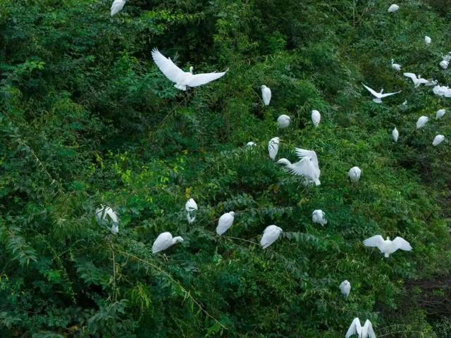 又见成群白鹭！韶关美景这次藏不住啦！