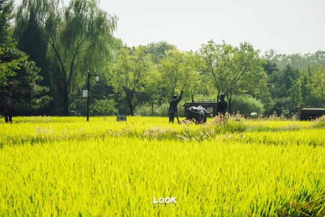 绝对不可以,错过这片金秋稻田