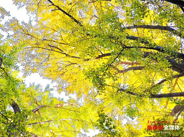 一树金黄 一树青绿 泰山斗母宫银杏迎来最佳观赏期