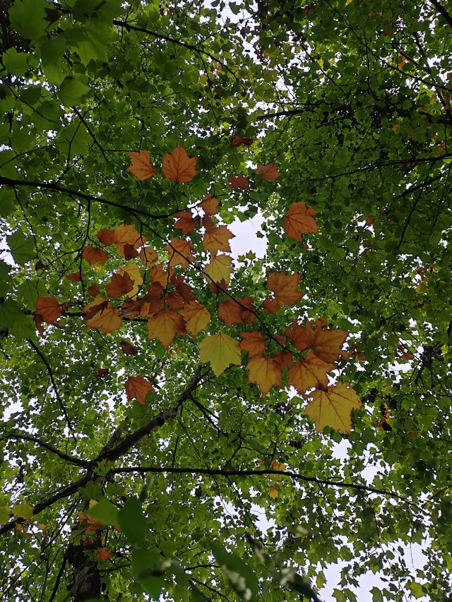 成都这个公园胜过绕城绿道，含氧量达100%，地铁3号线直达！