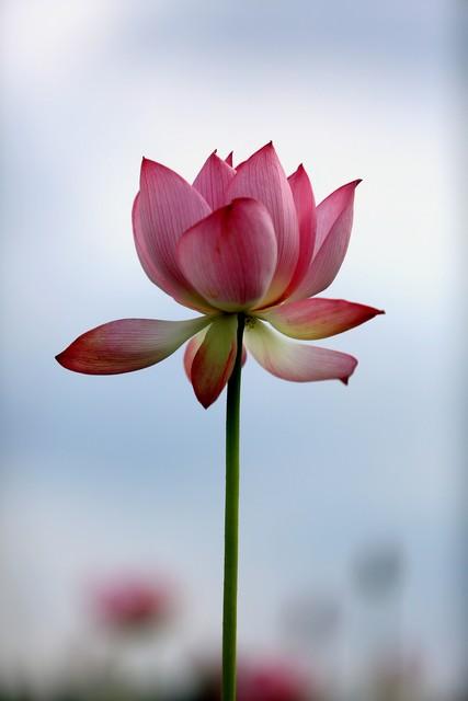 两性关系：牢牢记住这五个真相	，哪怕熬过再难的日子也能相守到老