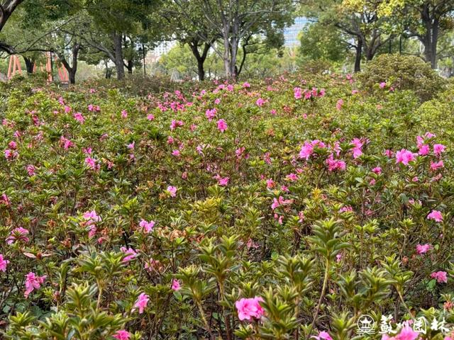 21处绚烂花海！苏州“晚秋花海”赏花地图出炉