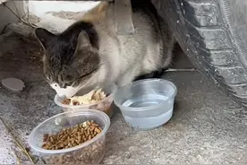 每天投喂96个猫粮点，每月投喂600余斤的猫粮！沈阳女孩救助上百只“小流浪”……图片