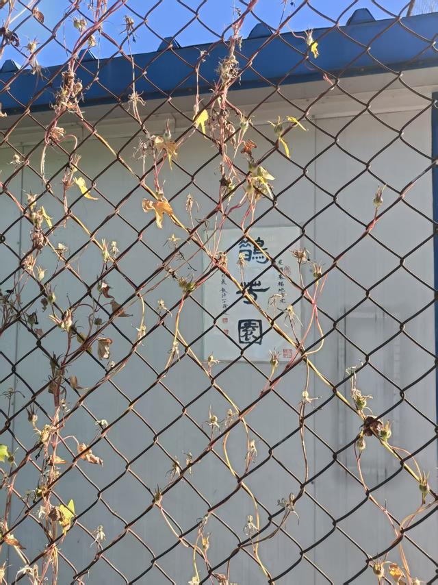 秋花殇