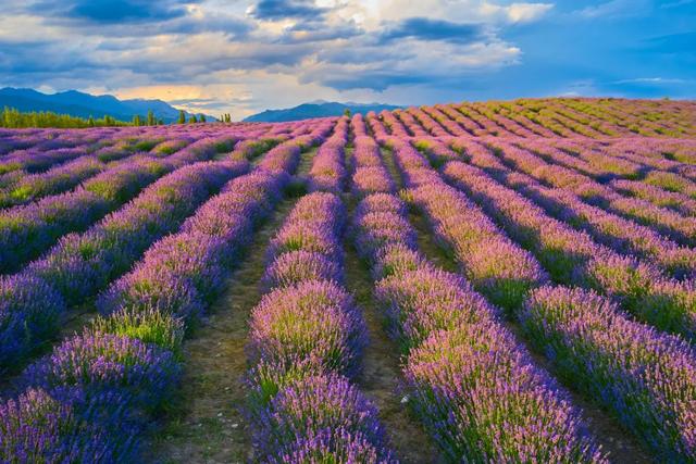 草原花海，塞外江南——超全新疆伊犁旅游攻略