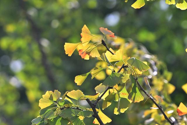 最近没时间逛月湖？来屏上赏秋，别错过这美景！